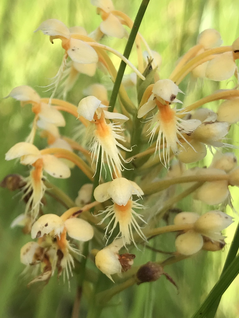 Platanthera × corderorum