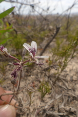 Pelargonium caledonicum