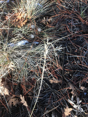 Elymus elymoides elymoides