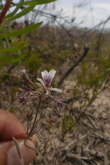 Pelargonium caledonicum