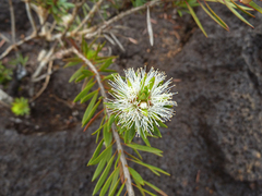 Coastal Honey-myrtle (Melaleuca gnidioides)