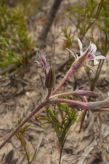 Pelargonium caledonicum