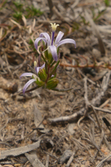 Wahlenbergia subulata