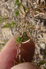 Wahlenbergia subulata