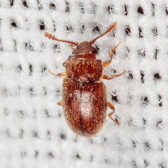 Cryptophagus setulosus