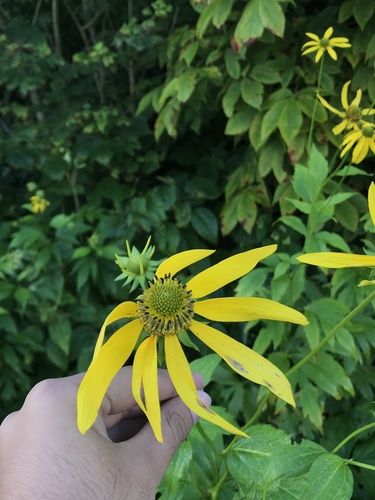 Rudbeckia laciniata