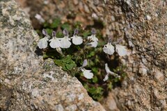 Stachys corsica