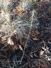 Elymus elymoides elymoides