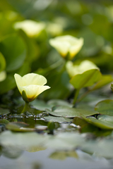 Hydrocleys nymphoides