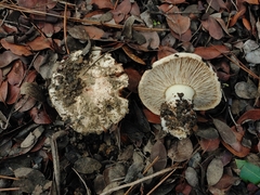 Tricholoma manzanitae