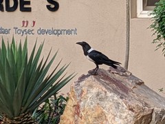 Corvus albus