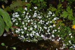 Veronica repens, photograph (c) Flavien Saboureau, some rights reserved (CC BY)