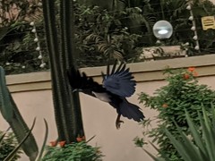 Corvus albus