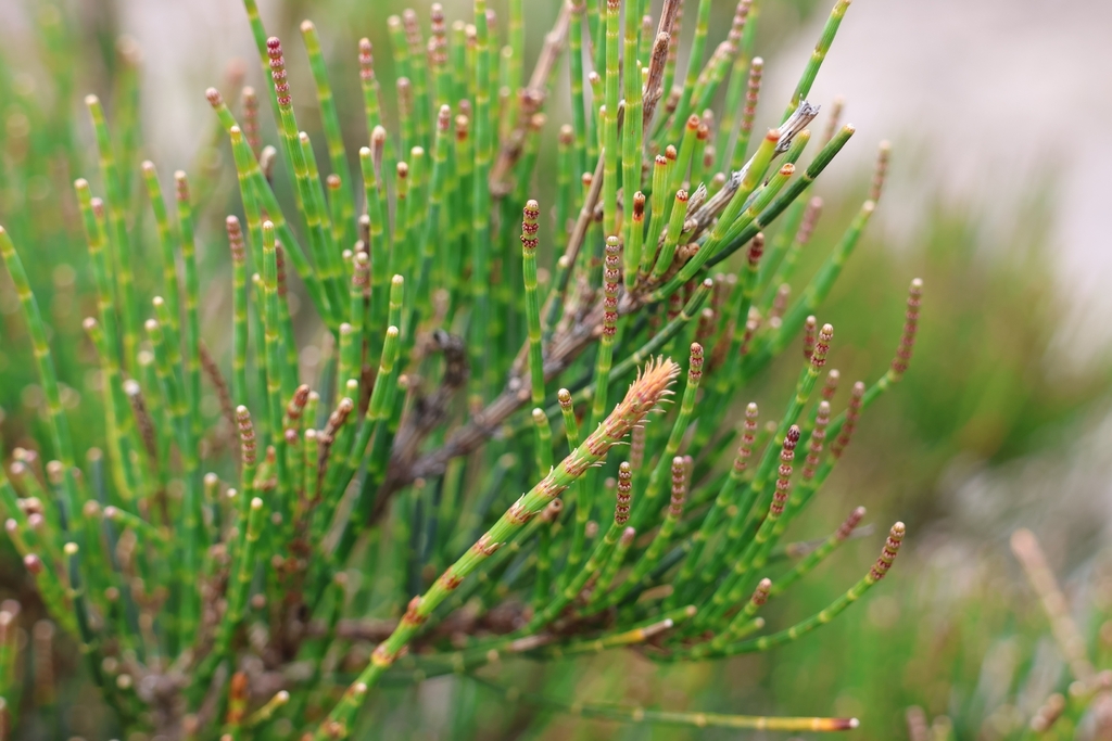 Allocasuarina monilifera; photograph author not stated, no rights reserved