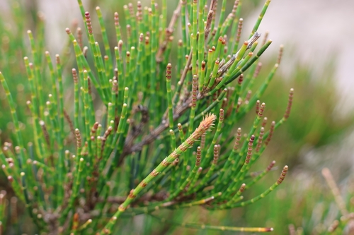 necklace she-oak (Allocasuarina monilifera)