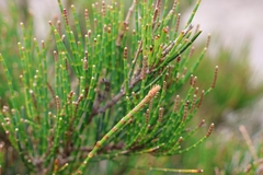 Allocasuarina monilifera