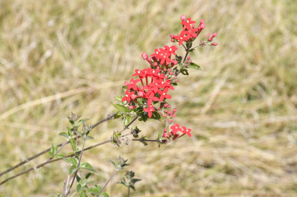 Bouvardia viminalis; photograph (c) Zac Peterson, some rights reserved (CC BY)