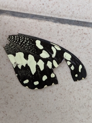 Papilio demodocus demodocus