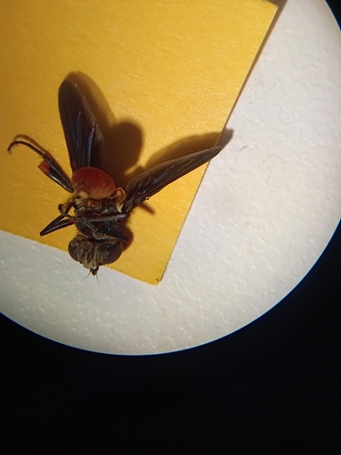 Unknown species found near Gainesville, FL 32608, USA