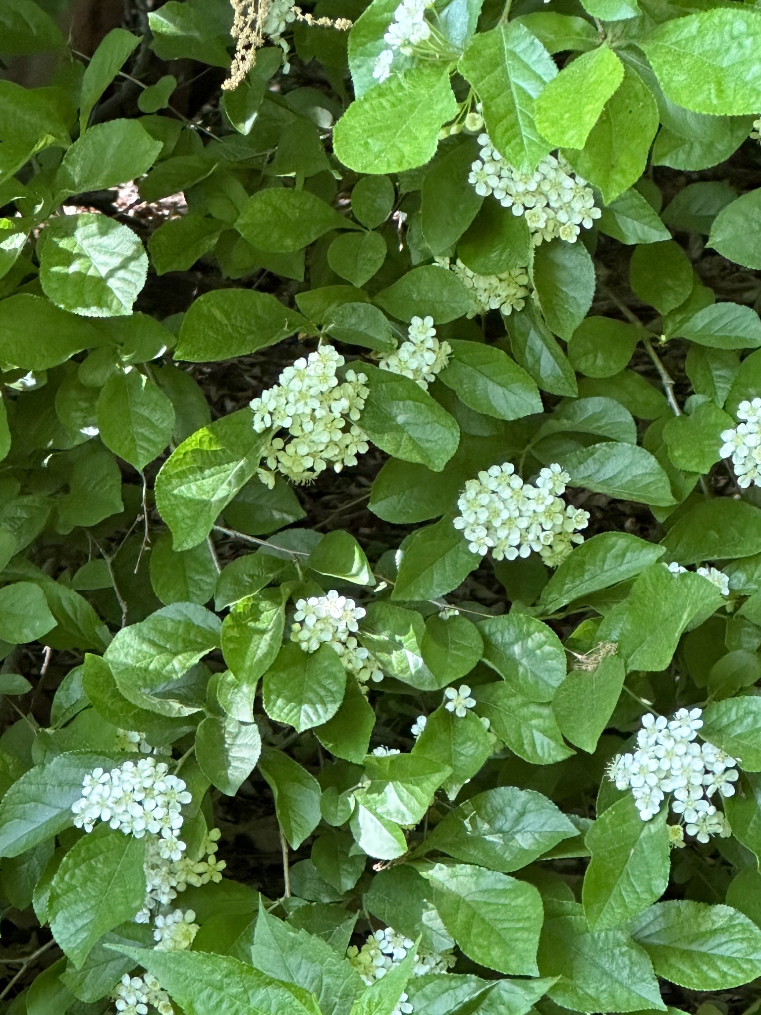 Pourthiaea Villosa (Pourthiaea villosa)