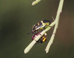 Aplerotus maculatus