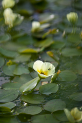 Hydrocleys nymphoides