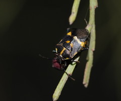Aplerotus maculatus
