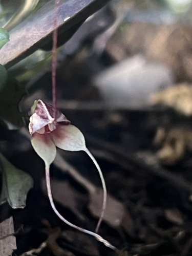 Masdevallia nidifica, photograph 2