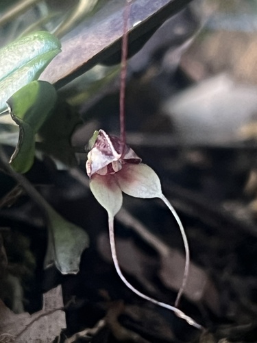 Masdevallia nidifica, photograph 3