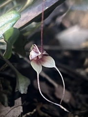 Masdevallia nidifica, photograph (c) Francisco Sánchez Karste, some rights reserved (CC BY)
