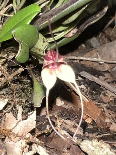 Masdevallia nidifica, photograph 1