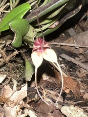 Masdevallia nidifica