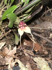 Masdevallia nidifica, photograph (c) Francisco Sánchez Karste, some rights reserved (CC BY)