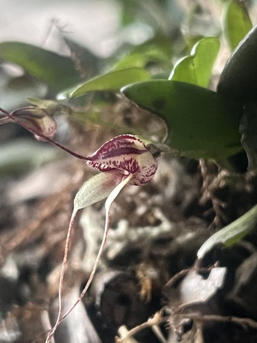 Masdevallia nidifica, photograph 5
