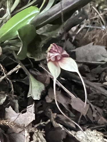 Masdevallia nidifica, photograph 6