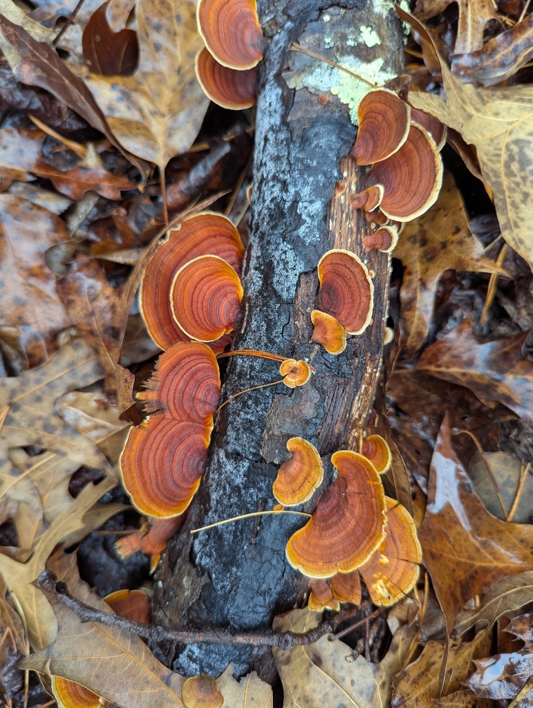 Stereum lobatum · December 2025 · photo: © alinamartin (iNaturalist, cc-by)