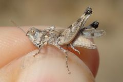 Dociostaurus genei genei