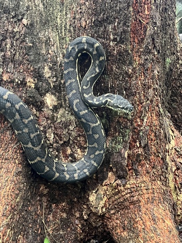 Coastal Carpet Python sighting