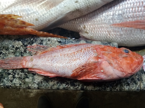 Slender rockfish (Scorpaena elongata) — Scorpaenidae — 2
