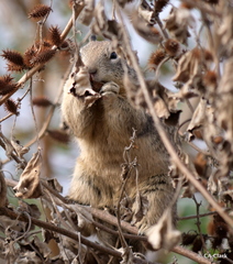 Otospermophilus beecheyi