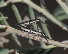 Rhinotia phoenicoptera