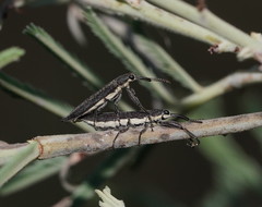 Rhinotia phoenicoptera