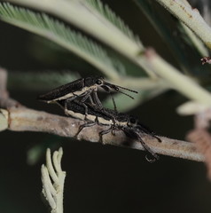 Rhinotia phoenicoptera