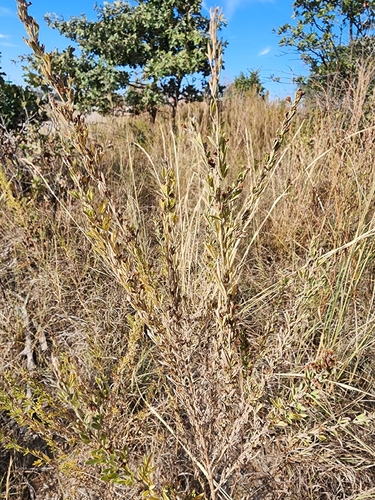 Lespedeza cuneata iNat (2)