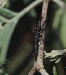 Rhinotia phoenicoptera