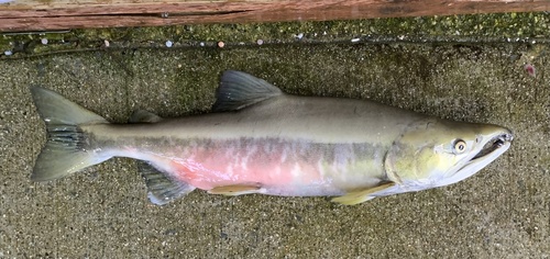 Humpback (Oncorhynchus gorbuscha) — Salmonidae — 2
