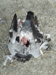 Columba livia domestica