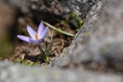 Crocus corsicus, photograph (c) Flavien Saboureau, some rights reserved (CC BY)