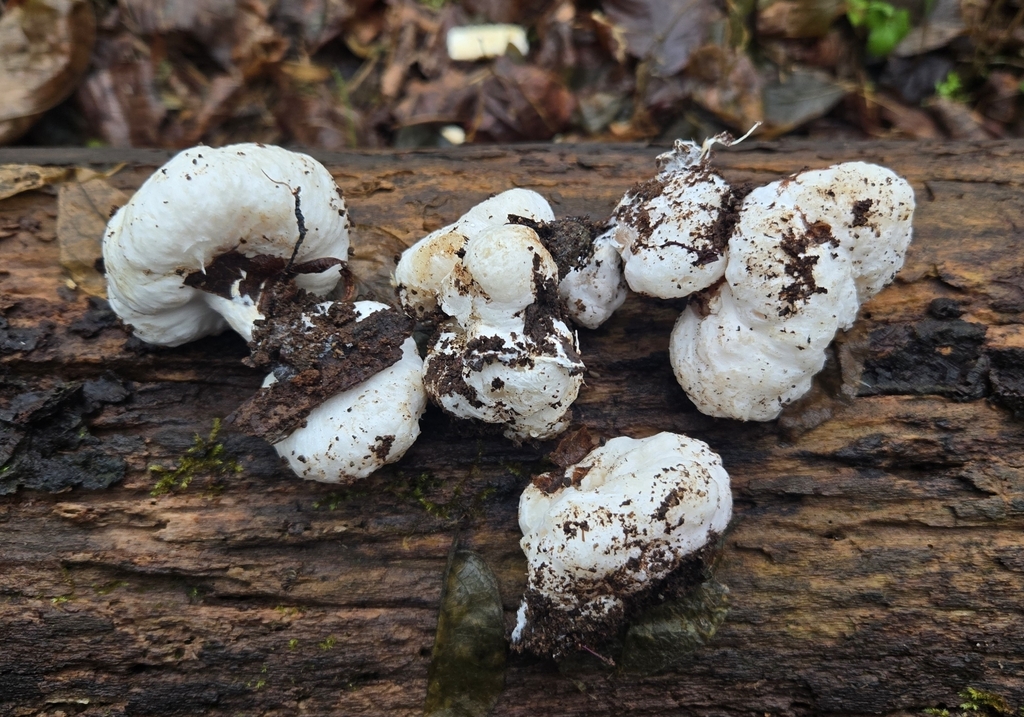Entoloma abortivum · November 2025 · photo: © benfungi (iNaturalist, cc-by)