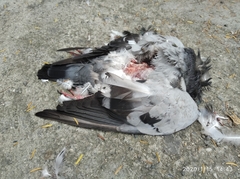 Columba livia domestica